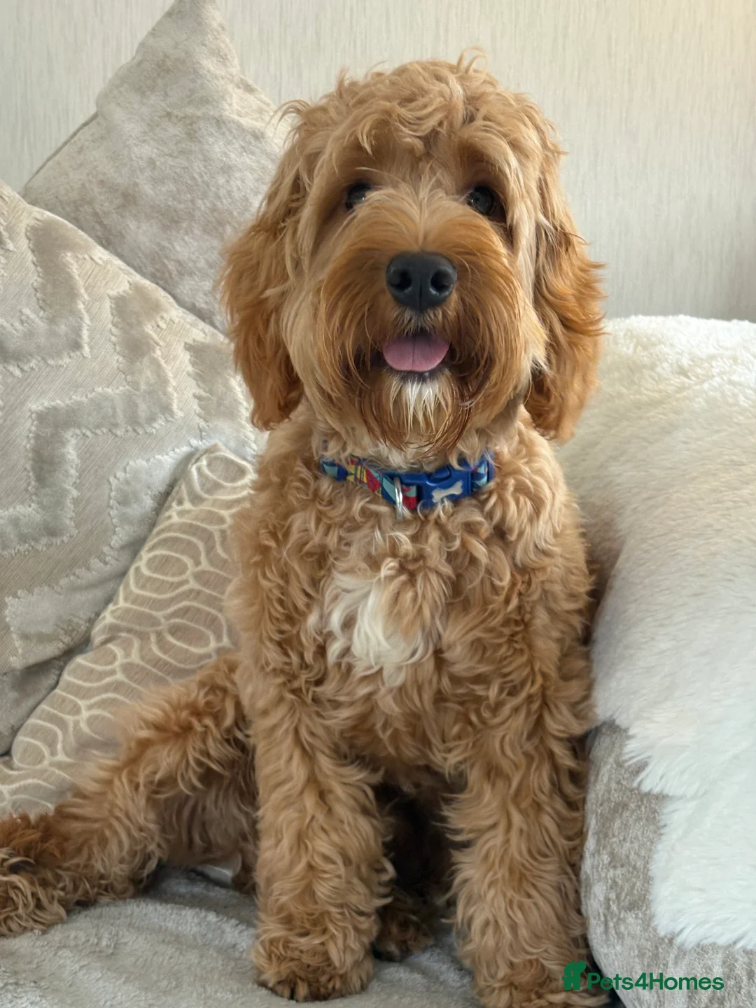 Cockapoo dogs for sale: 8 month cockapoo puppy  - Advert 2