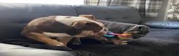 English Bulldog dogs for sale: English bulldog  - Advert 3