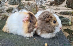 Guinea Pig rodents for sale: Pair of female sheltie Guinea pigs  - Advert 9