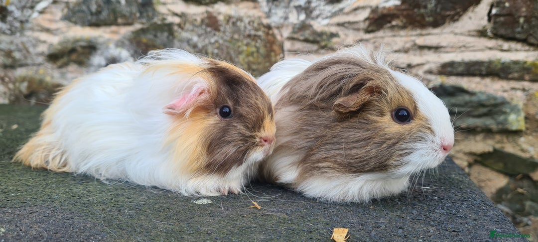 Guinea Pig rodents for sale: Pair of female sheltie Guinea pigs  - Advert 9