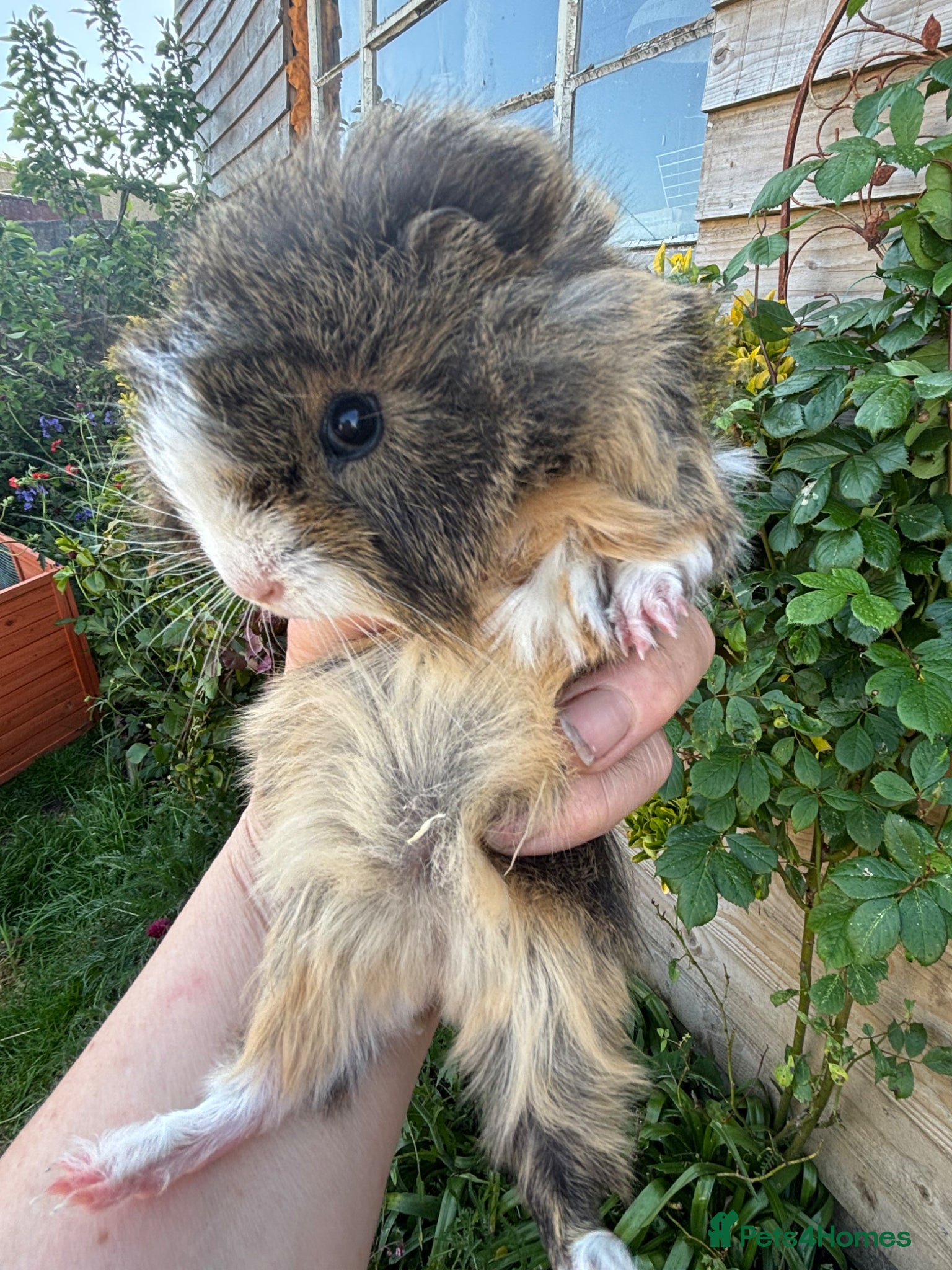 Guinea Pig rodents Gorgeous baby Guinea pigs - Advert 16