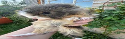 Guinea Pig rodents for sale: Gorgeous baby Guinea pigs - Advert 1