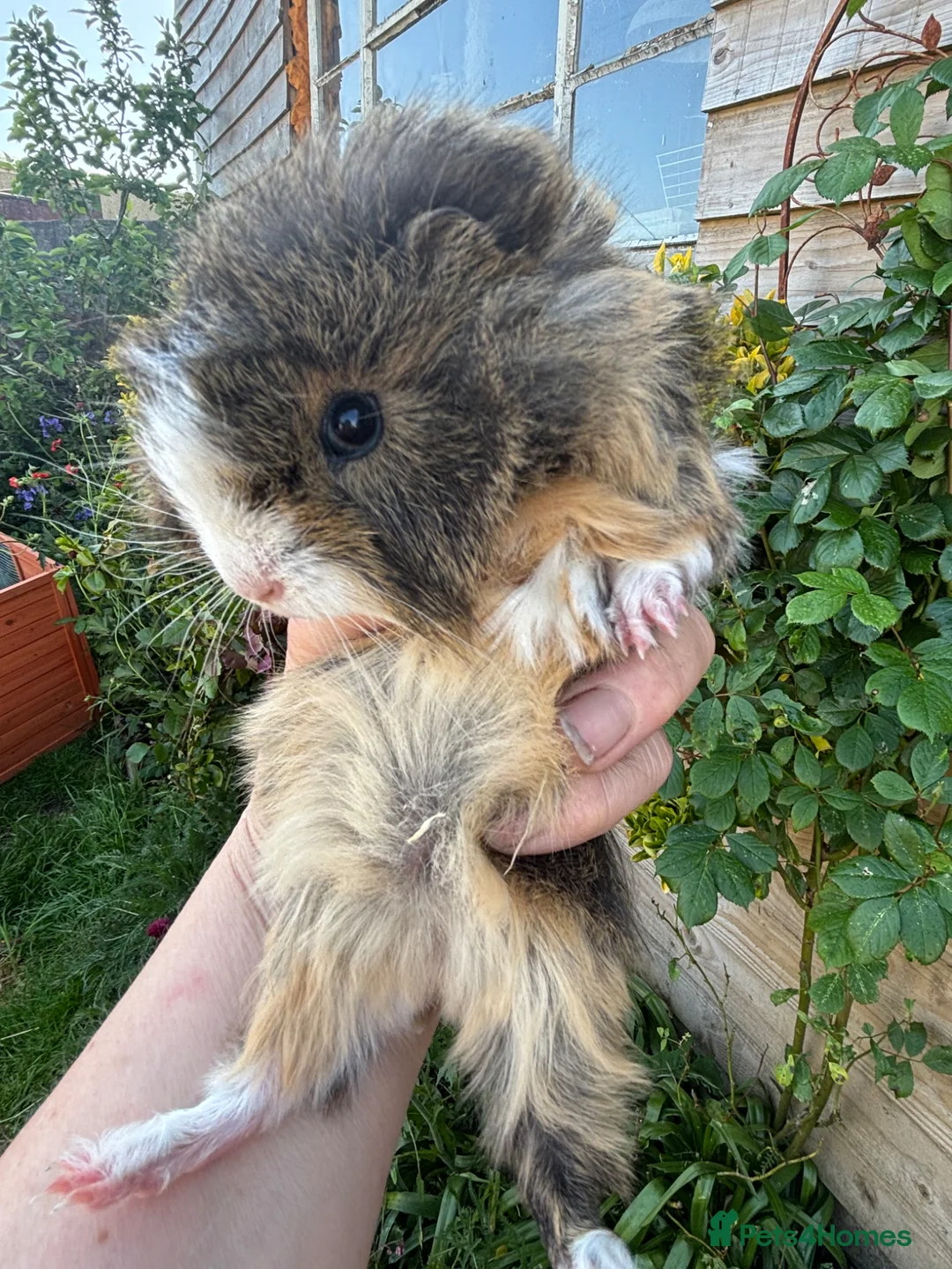 Guinea Pig rodents for sale: Gorgeous baby Guinea pigs - Advert 1