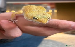 Leopard Gecko reptiles for sale: Female Leopard Geckos x 2 - Image 2