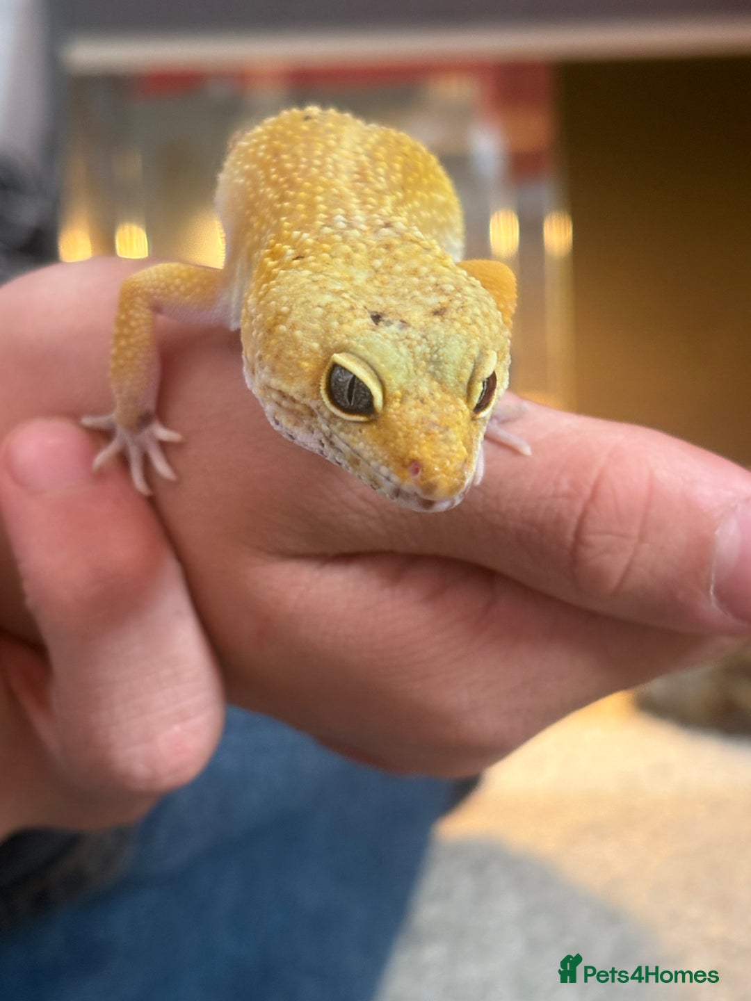 Leopard Gecko reptiles for sale: Female Leopard Geckos x 2 - Image 2