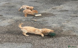 Labrador Retriever dogs for sale: Quality kc Labrador puppies 4 Males Ready Now - Image 3