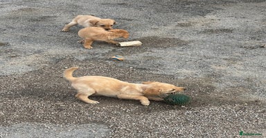 Labrador Retriever dogs - Advert 16
