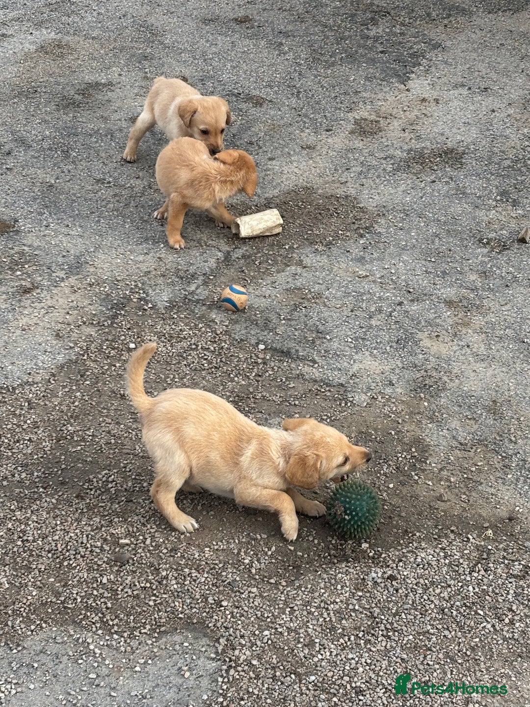 Labrador Retriever dogs for sale: Quality kc Labrador puppies 4 Males Ready Now - Image 3