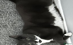 Mixed Breed cats for sale: Boy Bleu  - Advert 4