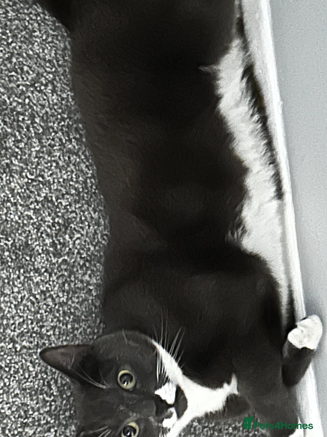 Mixed Breed cats for sale: Boy Bleu  - Advert 4