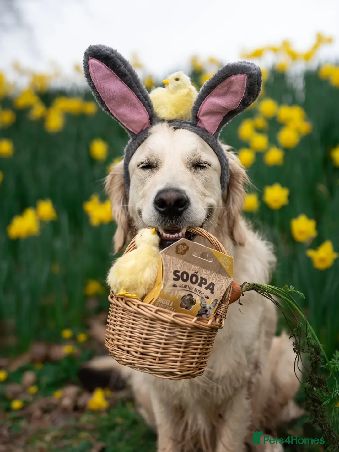 Golden Retriever dogs for stud: Kind, intelligent, fully health tested therapy dog - Advert 16