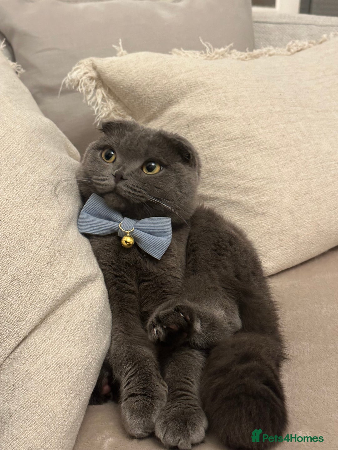 Scottish Fold cats for sale: Loving Scottish Fold  - Image 5