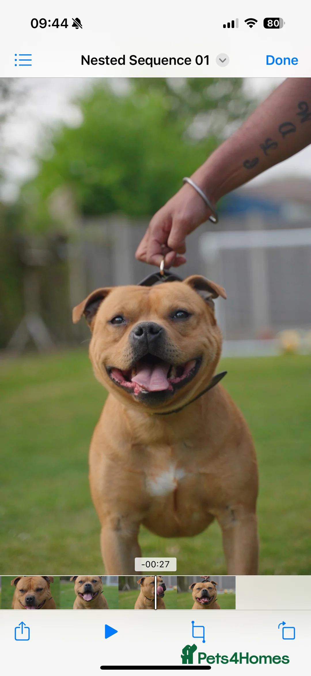 Staffordshire Bull Terrier dogs for stud: Exceptional Red Staffordshire Bull Terrier! in Nottingham - Advert 7