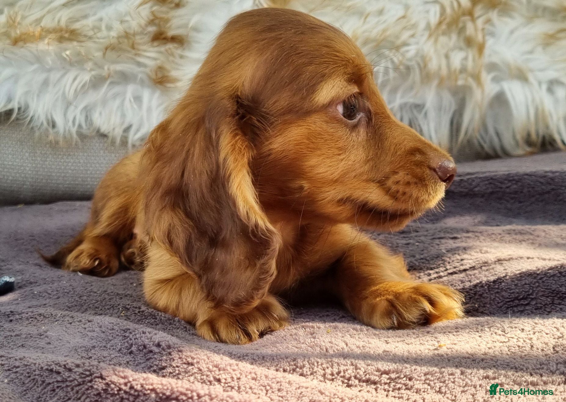 Dachshund dogs Last 5* True Minature Long Haired Choc Dachshund  - Advert 17