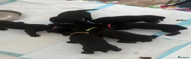 Labrador Retriever 6
