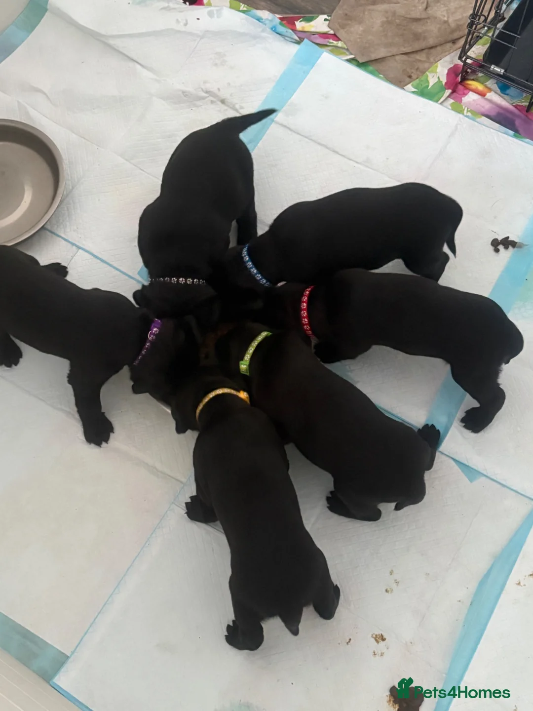 Labrador Retriever dogs for sale: 2 female black labs for sale  in Spalding - Advert 2