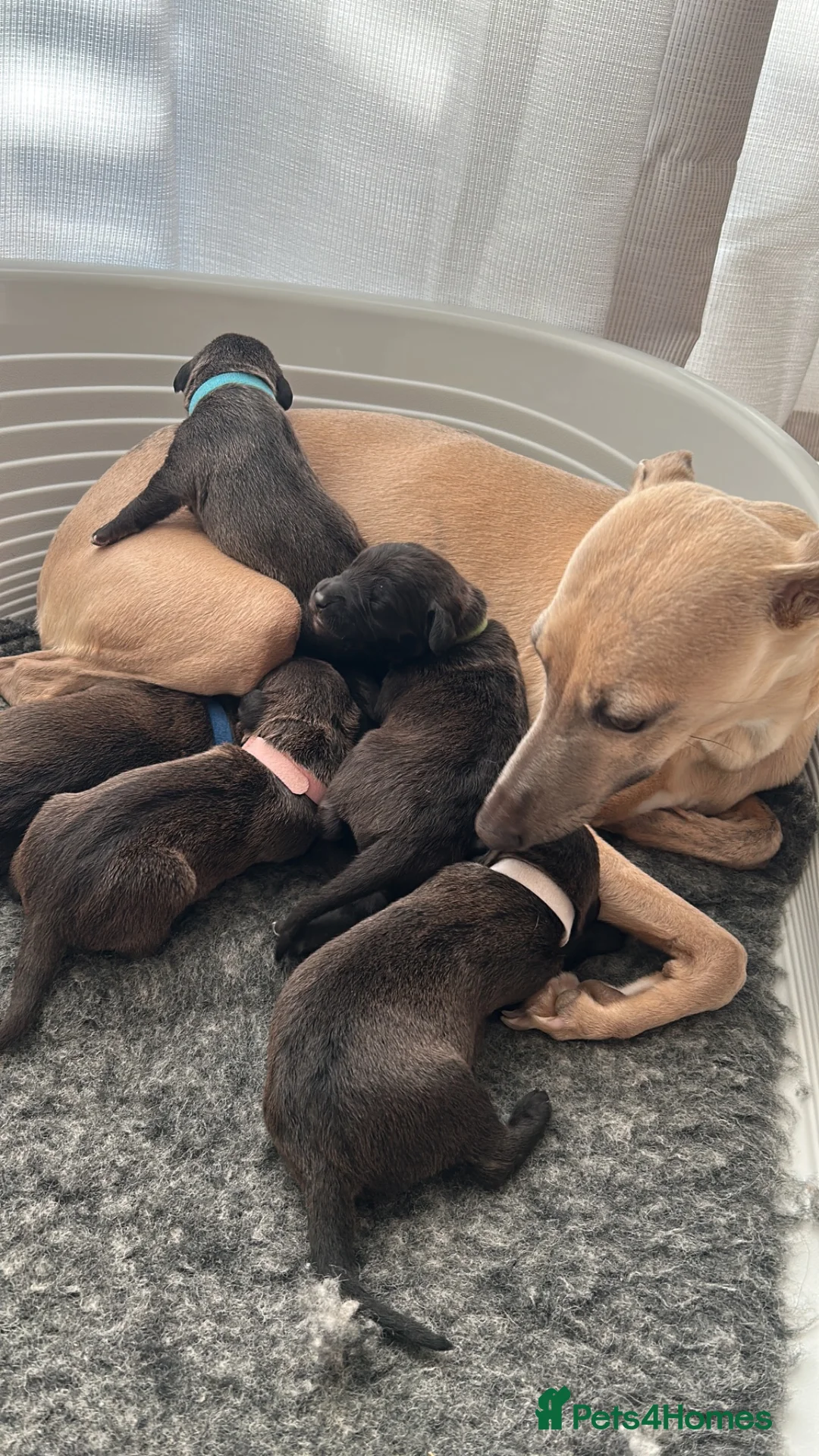 Mixed Breed dogs for sale: Italian greyhound/Bedlington whippet in Seaford - Advert 1