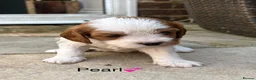 Cavapoochon dogs for sale: Beautiful Cavapoochon puppies - Advert 15