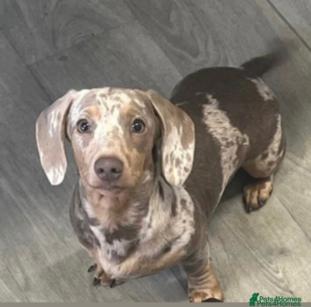 Miniature Dachshund dogs for stud: Mini dachshund  - Advert 1