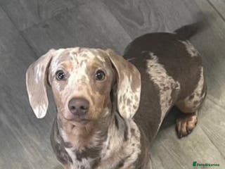 Miniature Dachshund dogs Mini dachshund - Advert 6