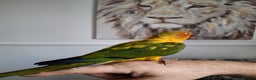 Conures birds for sale: Mango Conure - Advert 3