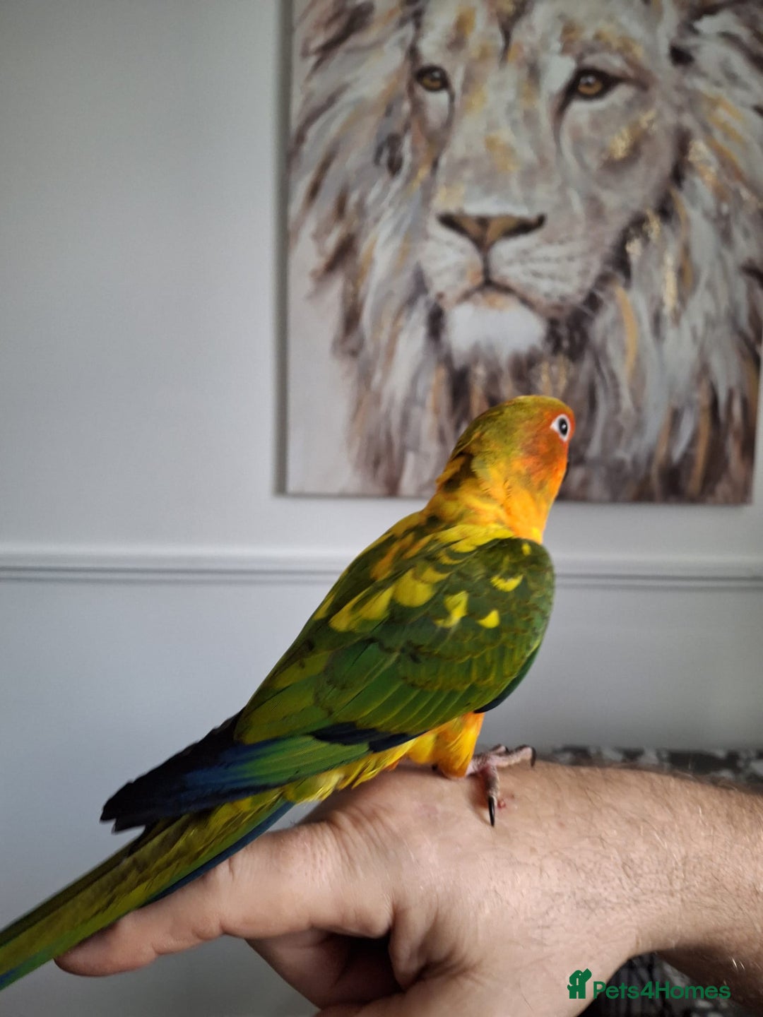 Conures birds for sale: Mango Conure - Advert 3