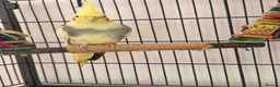 Cockatiels birds for sale: Male cockatiel  in Northampton - Advert 2