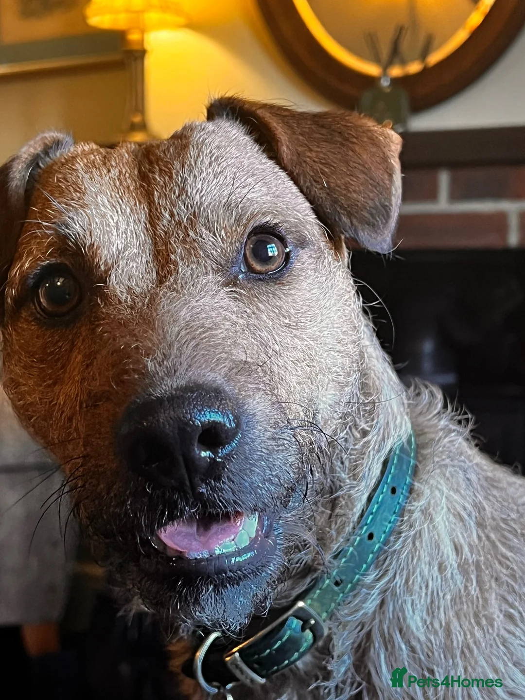 Patterdale Terrier dogs for stud: Walter  - Advert 1
