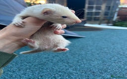 Ferret rodents for sale: 3 jill ferrets  - Image 2