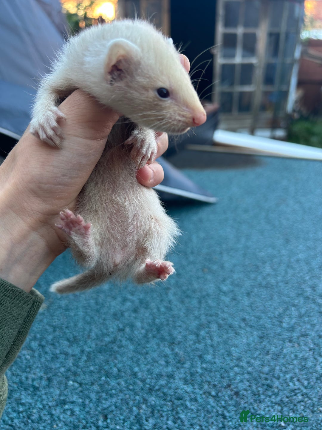 Ferret rodents for sale: 3 jill ferrets  - Image 2