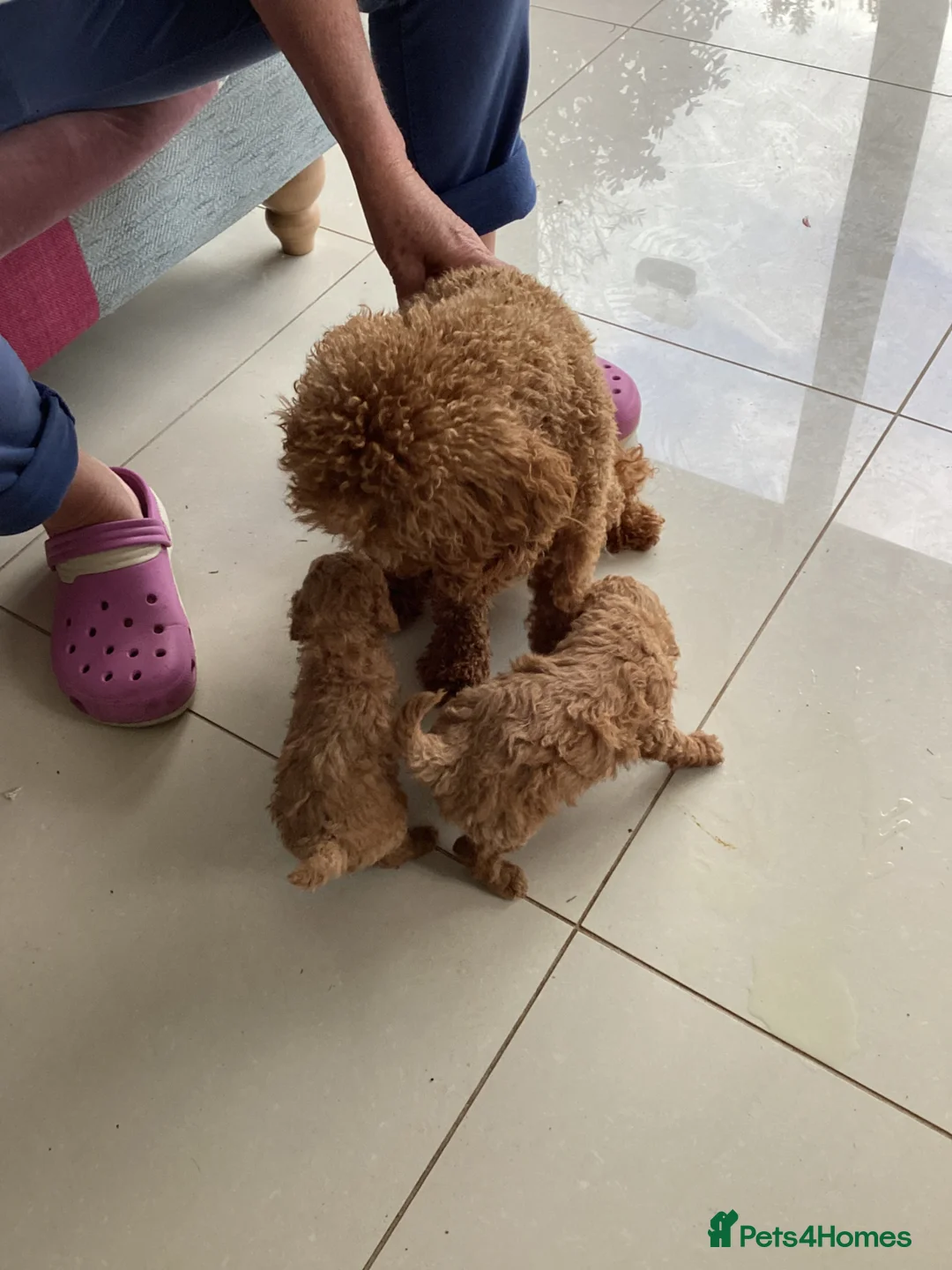 Toy Poodle dogs for sale: Toy poodle pups - Advert 2