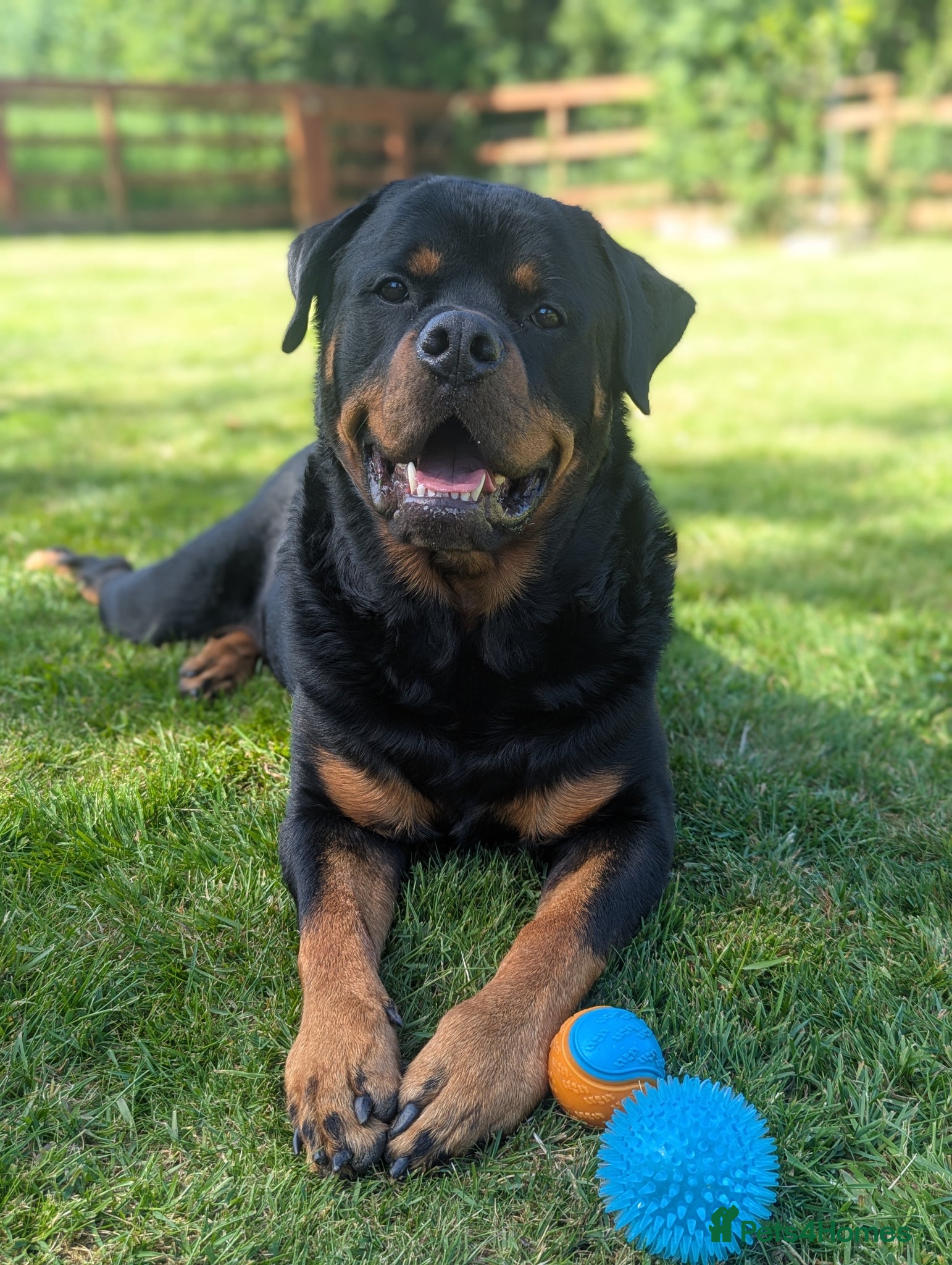 Rottweiler dogs 3yo Male Rottweiler - Experienced Home Needed - Advert 1