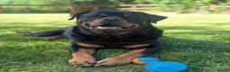 Rottweiler dogs for sale: 3yo Male Rottweiler - Experienced Home Needed - Advert 1