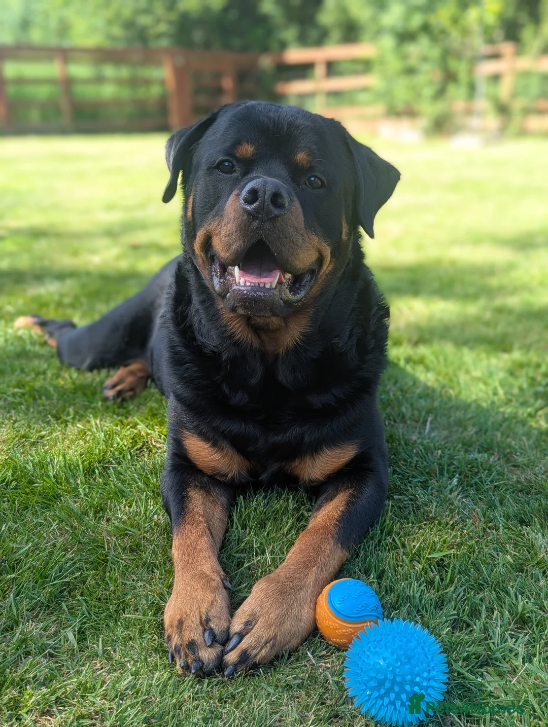Rottweiler dogs for sale: 3yo Male Rottweiler - Experienced Home Needed - Advert 1