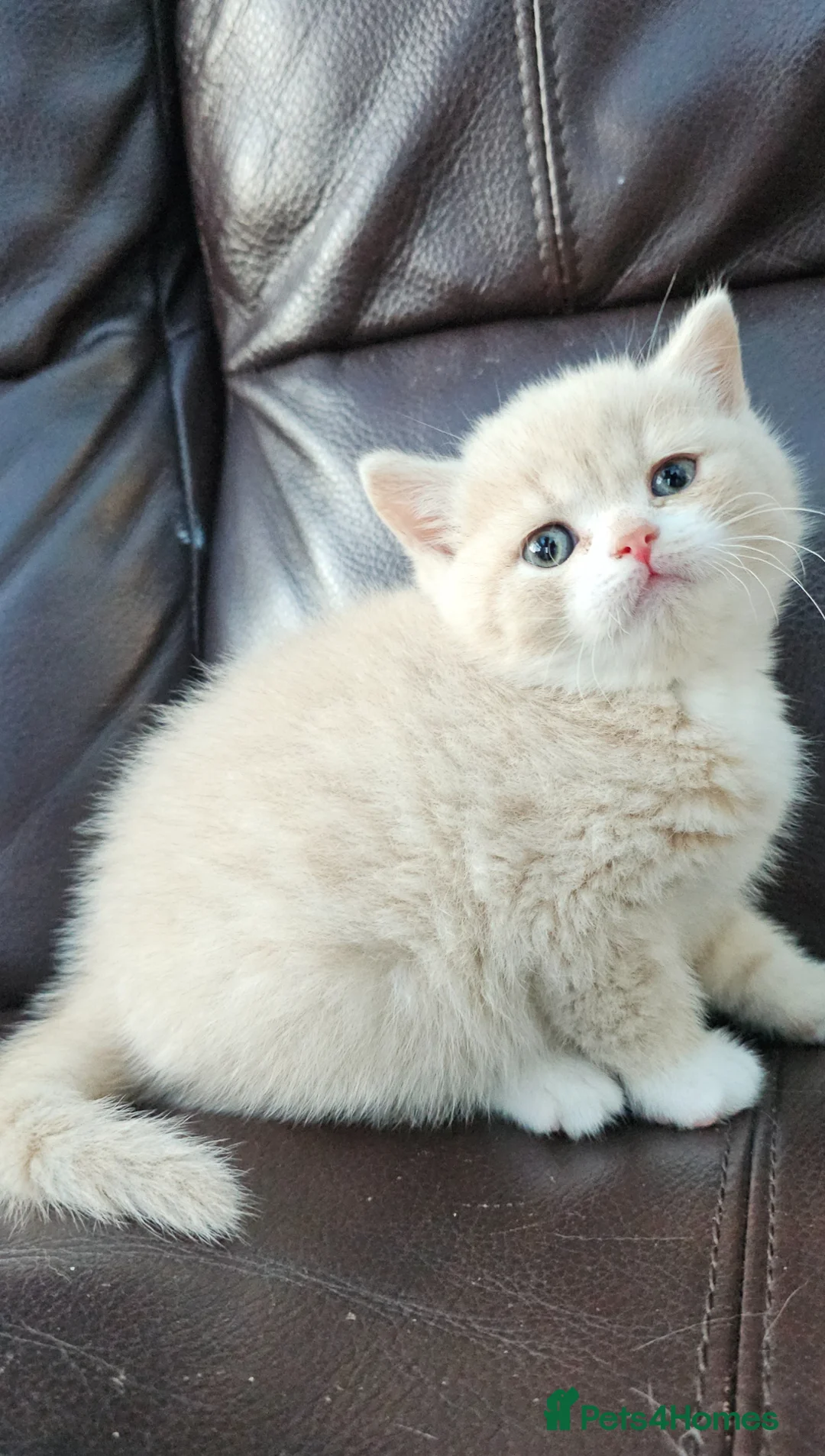 British Shorthair cats for sale: GCCF reg exceptional  - Advert 1