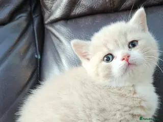 British Shorthair cats GCCF reg exceptional - Advert 5