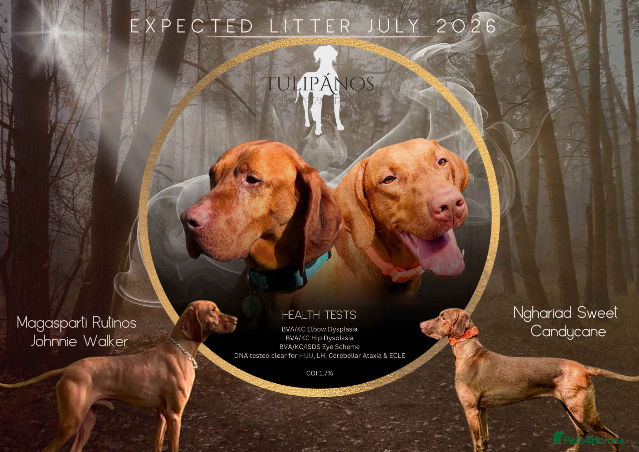 Hungarian Vizsla dogs Hungarian Vizsla Litter waiting list  - Advert 10