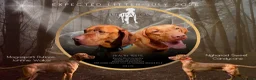 Hungarian Vizsla dogs for sale: Hungarian Vizsla Litter waiting list  - Advert 2