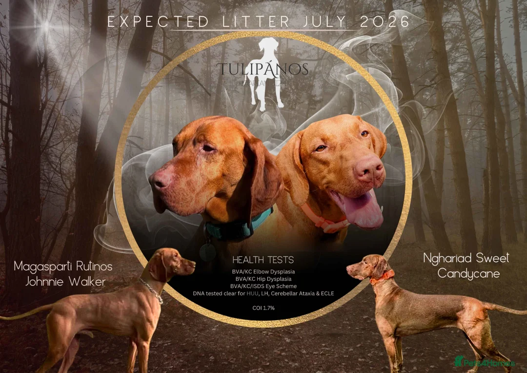 Hungarian Vizsla dogs for sale: Hungarian Vizsla Litter waiting list  - Advert 2