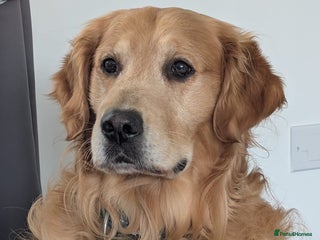 Golden Retriever dogs in Bury Saint Edmunds - Advert 17