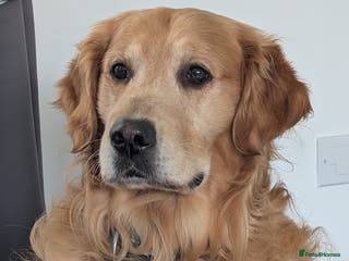 Golden Retriever dogs stunning golden retriever at stud (health tested) in Bury Saint Edmunds - Advert 7