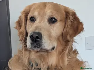 Golden Retriever dogs stunning golden retriever at stud (health tested) in Bury Saint Edmunds - Advert 18