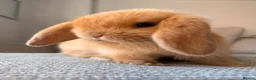 Mini Lop rabbits for sale: Beautiful Mini Lop baby rabbits - Advert 1