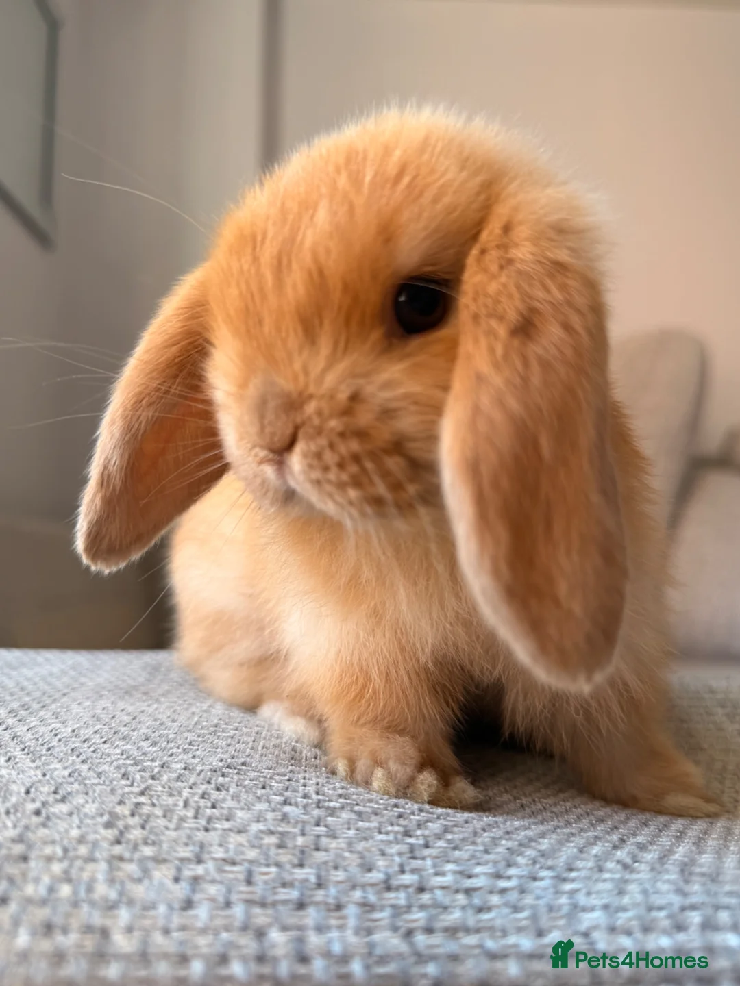 Mini Lop rabbits for sale: Beautiful Mini Lop baby rabbits - Advert 1