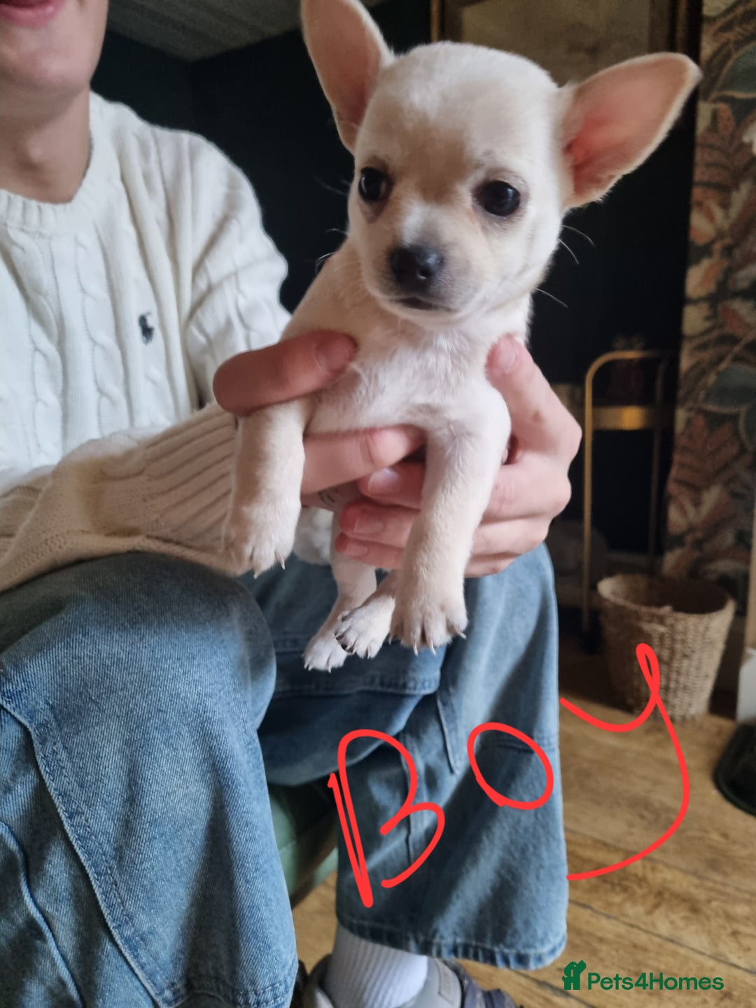 Chorkie dogs for sale: 3 little babies left. - Image 5