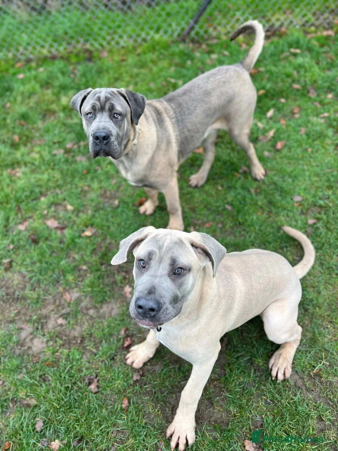 Cane Corso dogs for sale: Cane corso - Advert 5