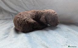 Miniature Poodle dogs for sale: Stunning Miniature poodles parti/merle - Image 11