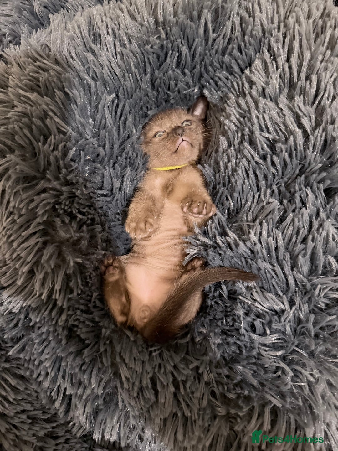 Burmese cats for sale: Home raised GCCF reg Burmese Kittens ready mid Jan - Advert 4