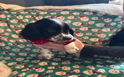 Cocker Spaniel dogs for sale: REDUCED & READY NOW 2 girl COCKERS - Advert 14