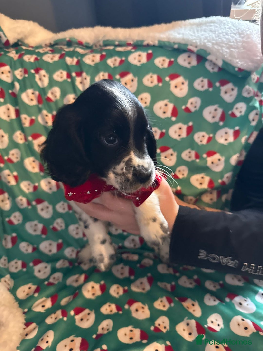 Cocker Spaniel dogs for sale: REDUCED & READY NOW 2 girl COCKERS - Advert 14